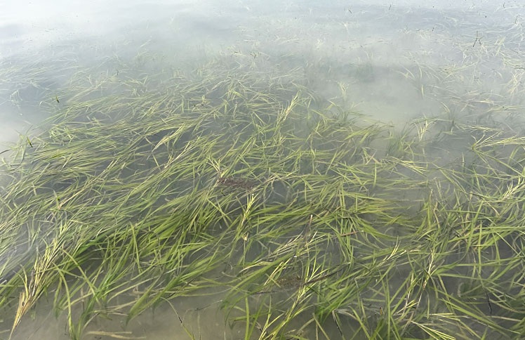 アマモ再生活動