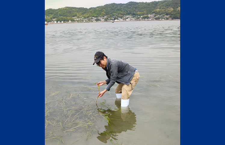 アマモ再生活動