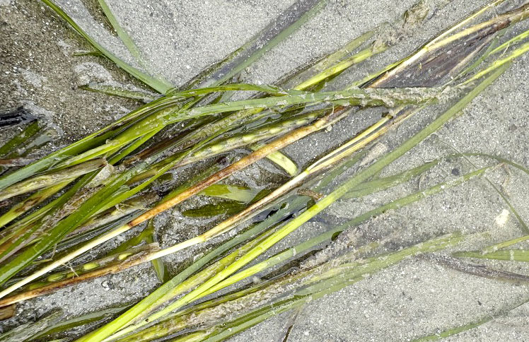 アマモ再生活動