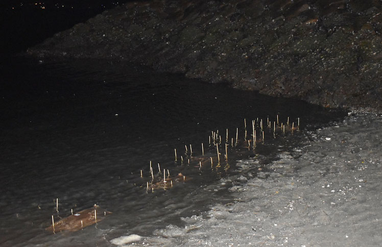 アマモ再生活動