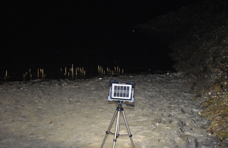 アマモ再生活動