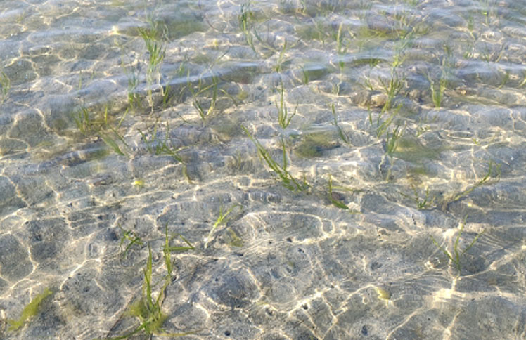 アマモ再生活動