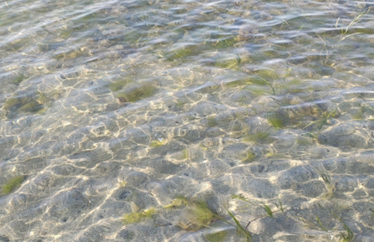 アマモ再生活動