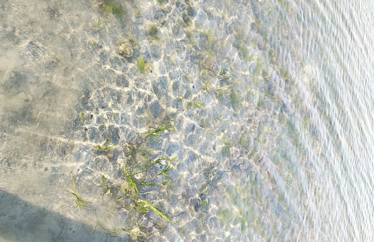 アマモ再生活動